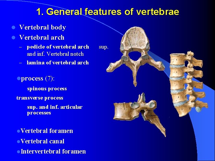 1. General features of vertebrae Vertebral body l Vertebral arch l – pedicle of