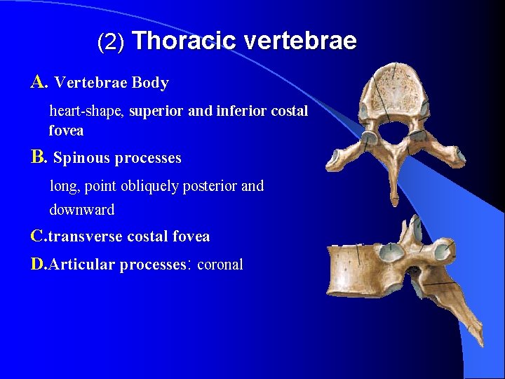 (2) Thoracic vertebrae A. Vertebrae Body heart-shape, superior and inferior costal fovea B. Spinous