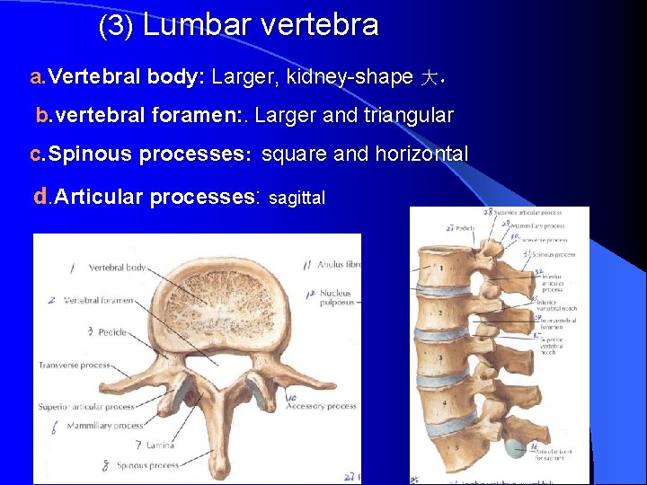 (3) Lumbar vertebra a. Vertebral body: Larger, kidney-shape 大， b. vertebral foramen: . Larger