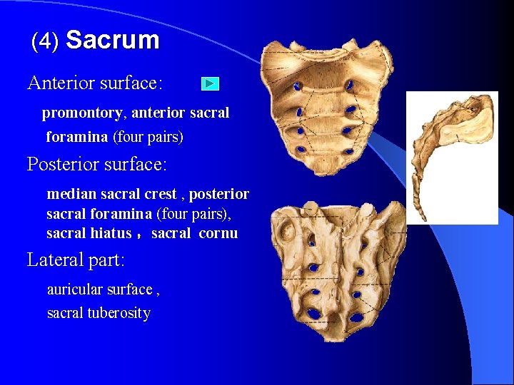 (4) Sacrum Anterior surface: promontory, anterior sacral foramina (four pairs) Posterior surface: median sacral