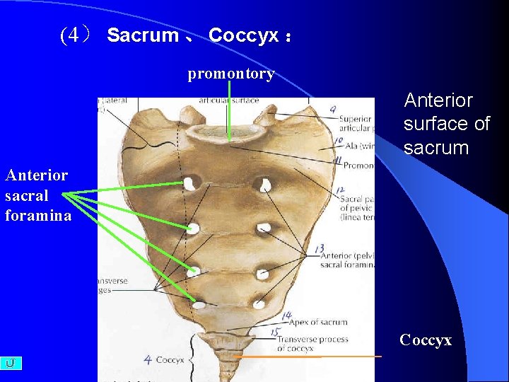 (4） Sacrum 、 Coccyx ： promontory Anterior surface of sacrum Anterior sacral foramina Coccyx