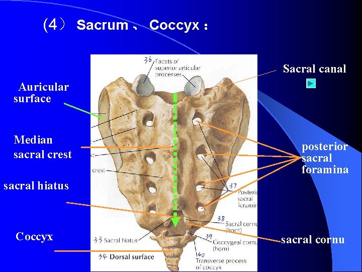 (4） Sacrum 、 Coccyx ： Sacral canal Auricular surface Median sacral crest 　 sacral