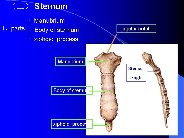 （二） Sternum Manubrium 1、parts Body of sternum jugular notch xiphoid process Manubrium Sternal Angle
