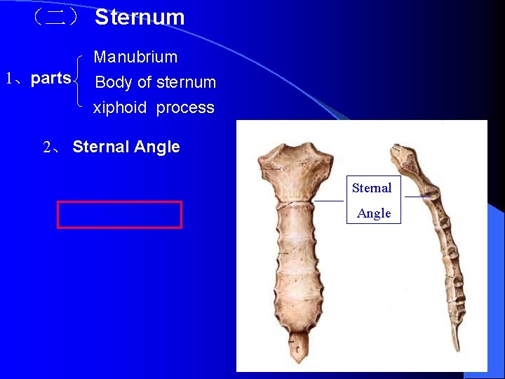 （二） Sternum Manubrium 1、parts Body of sternum xiphoid process 2、 Sternal Angle 