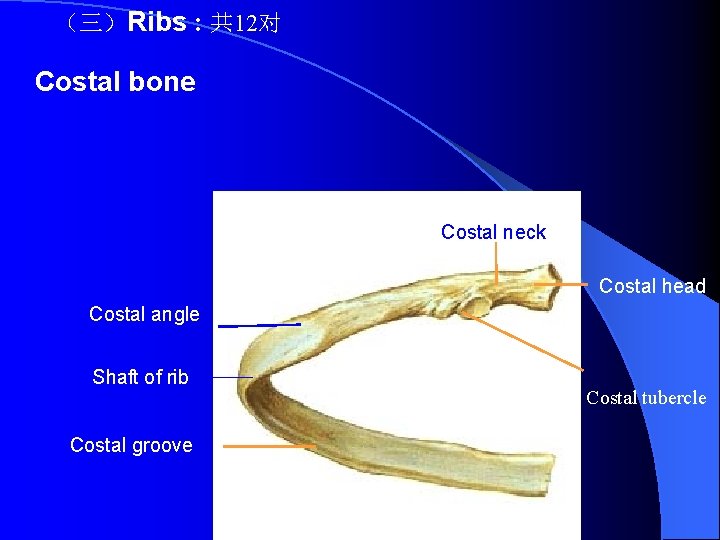 （三）Ribs : 共 12对 Costal bone Costal neck Costal head Costal angle Shaft of