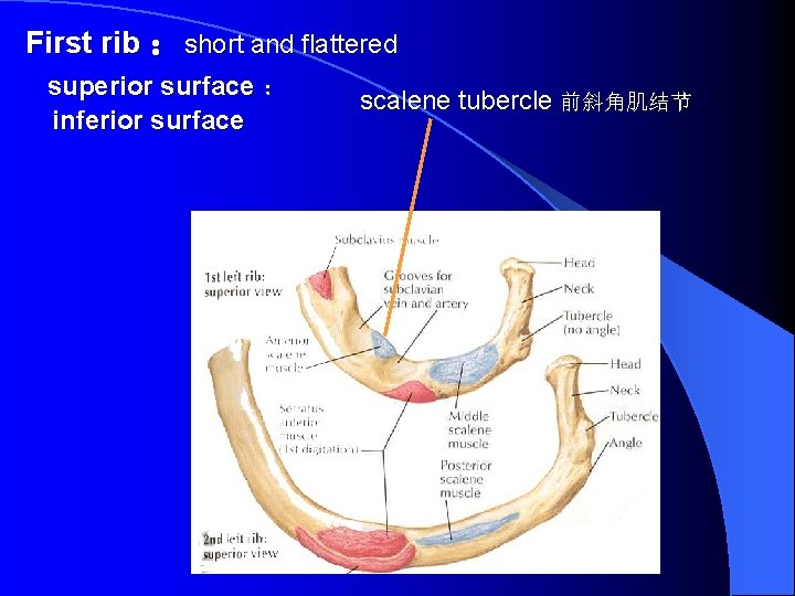  First rib ：short and flattered superior surface ： inferior surface scalene tubercle 前斜角肌结节
