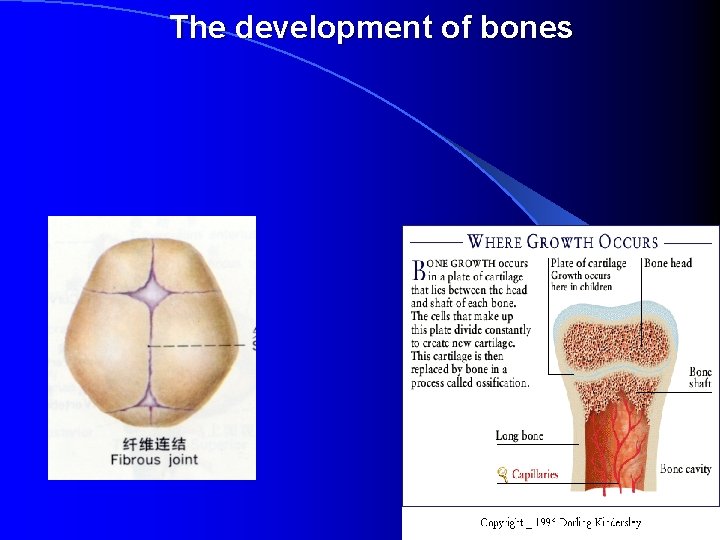 The development of bones 