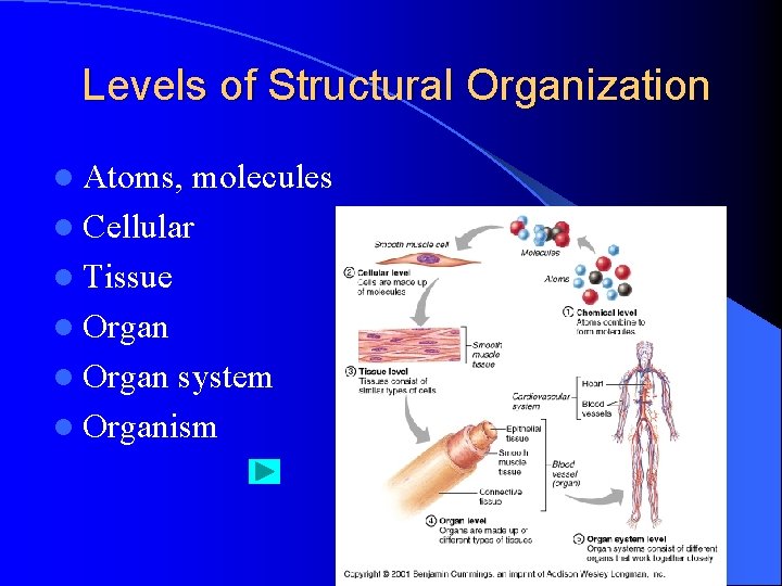 Levels of Structural Organization l Atoms, molecules l Cellular l Tissue l Organ system