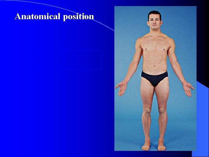 Anatomical position 