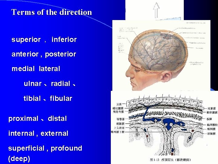 Terms of the direction superior , inferior anterior , posterior medial lateral ulnar 、radial