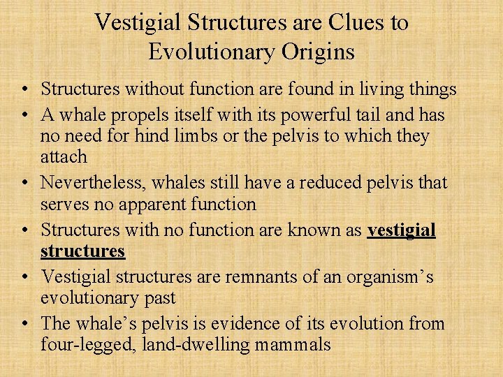 Vestigial Structures are Clues to Evolutionary Origins • Structures without function are found in