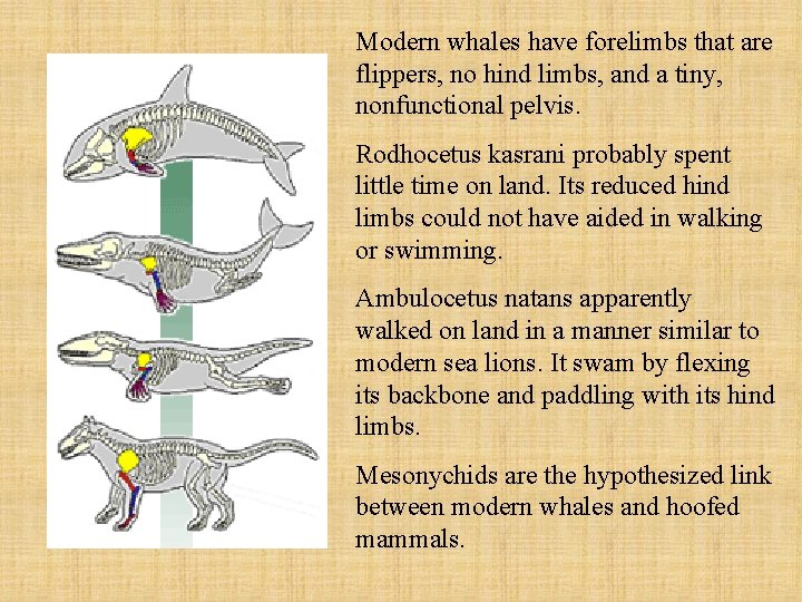 Modern whales have forelimbs that are flippers, no hind limbs, and a tiny, nonfunctional