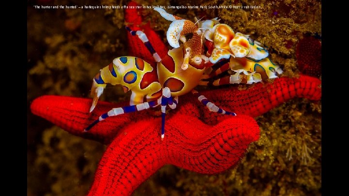 'The hunter and the hunted' – a harlequin shrimp feeds off a sea star