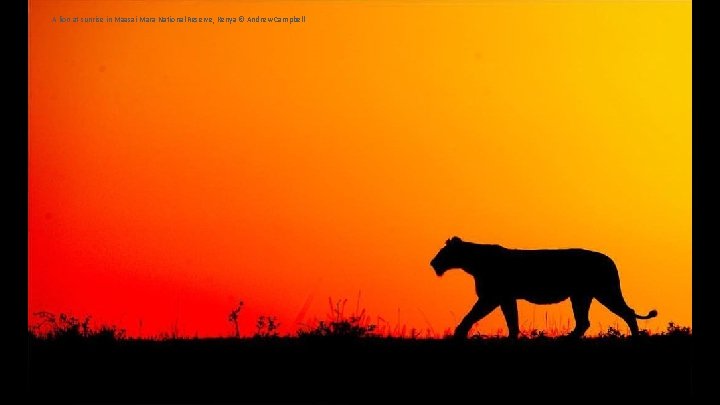 A lion at sunrise in Maasai Mara National Reserve, Kenya © Andrew Campbell 