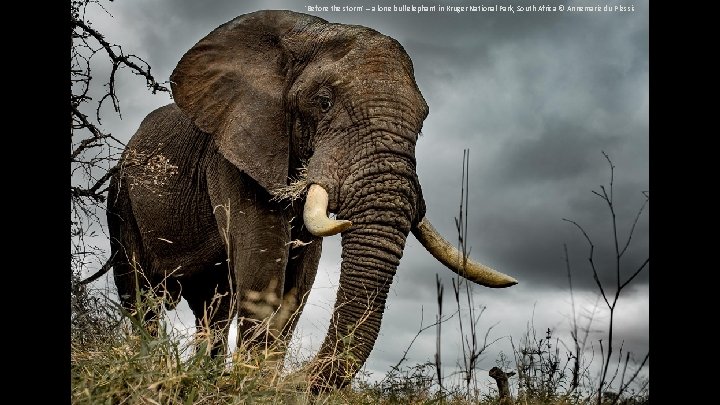 'Before the storm' – a lone bull elephant in Kruger National Park, South Africa