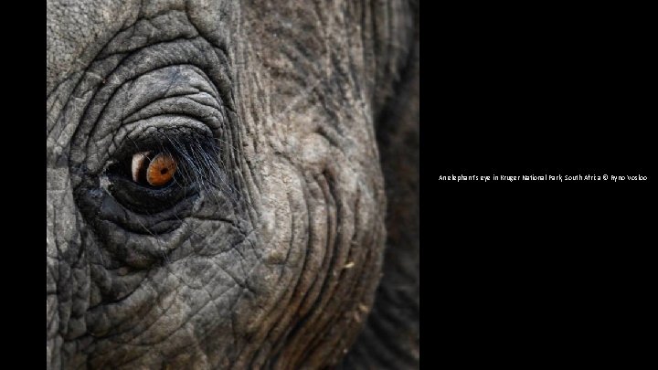 An elephant's eye in Kruger National Park, South Africa © Ryno Vosloo 