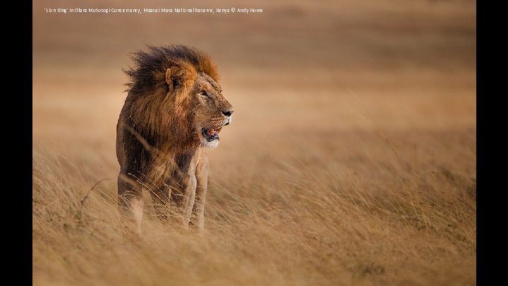 'Lion King' in Olare Motorogi Conservancy, Maasai Mara National Reserve, Kenya © Andy Howe