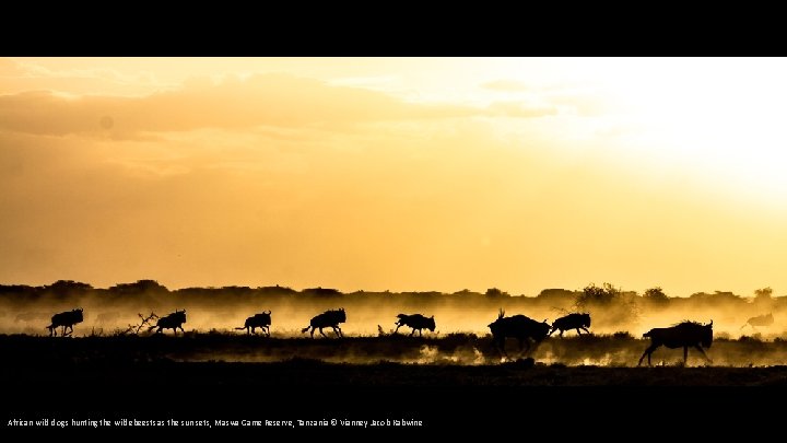 African wild dogs hunting the wildebeests as the sun sets, Maswa Game Reserve, Tanzania