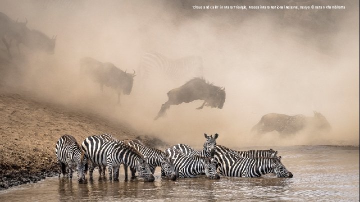 'Chaos and calm' in Mara Triangle, Maasai Mara National Reserve, Kenya © Ketan Khambhatta