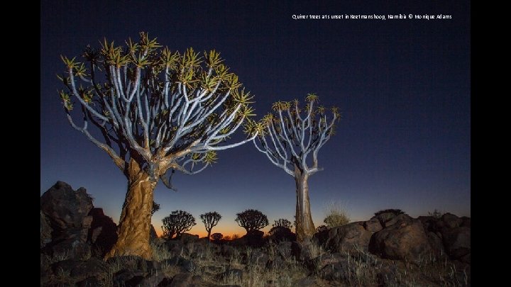 Quiver trees at sunset in Keetmanshoop, Namibia © Monique Adams 