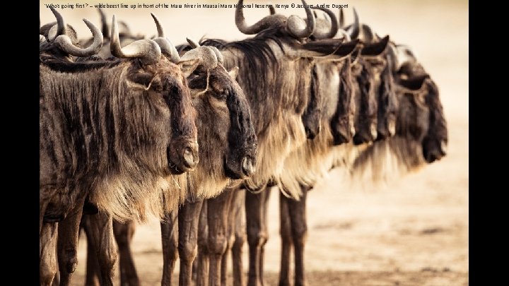 'Who's going first? ' – wildebeest line up in front of the Mara River
