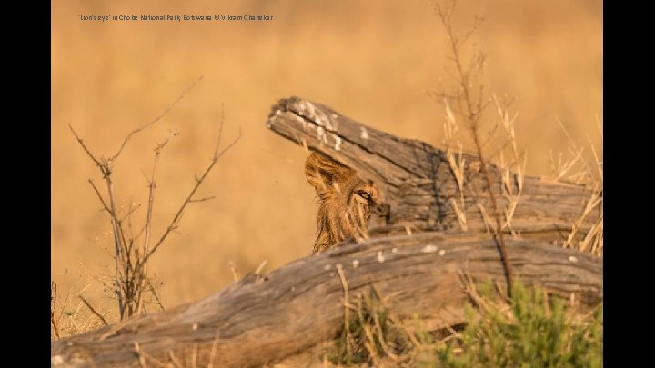 'Lion's eye' in Chobe National Park, Botswana © Vikram Ghanekar 