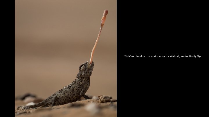 'Strike' – a chameleon tries to catch his lunch in Windhoek, Namibia © Andy