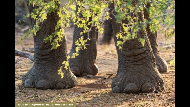 Elephant feet in Kruger National Park, South Africa © Tessa Barlin 