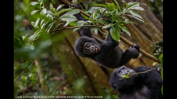 A young mountain gorilla hangs around in Bwindi Impenetrable National Park, Uganda © Thorsten