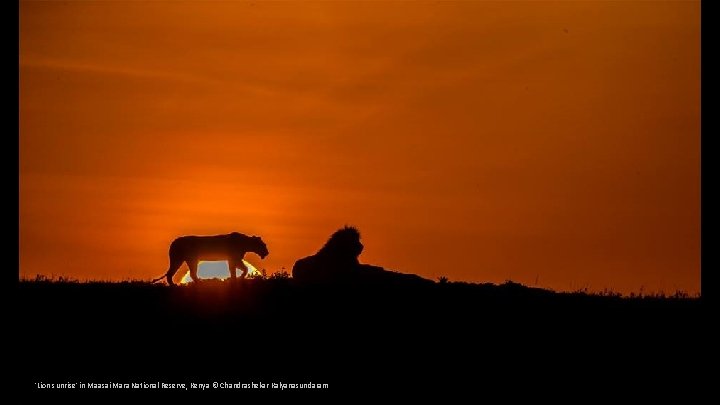 'Lion sunrise' in Maasai Mara National Reserve, Kenya © Chandrashekar Kalyanasundaram 