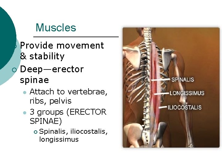 Muscles Provide movement & stability ¡ Deep—erector spinae ¡ l l Attach to vertebrae,