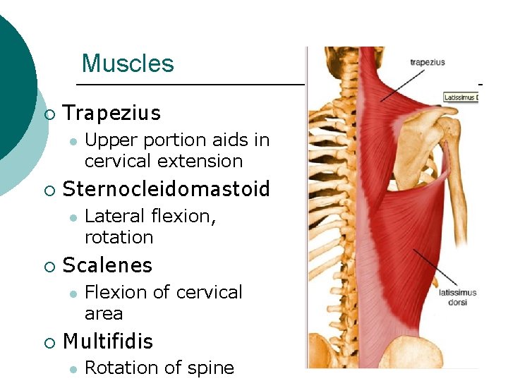 Muscles ¡ Trapezius l ¡ Sternocleidomastoid l ¡ Lateral flexion, rotation Scalenes l ¡