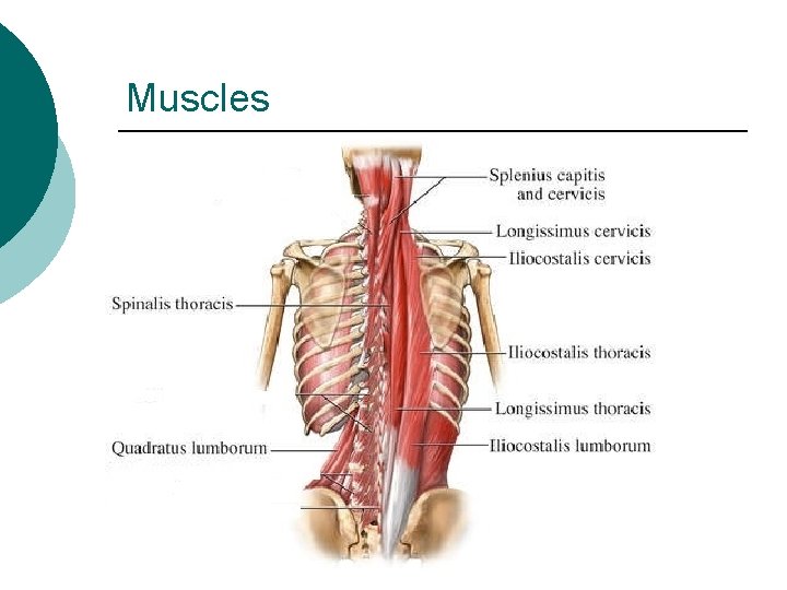 Muscles 