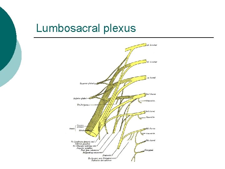 Lumbosacral plexus 