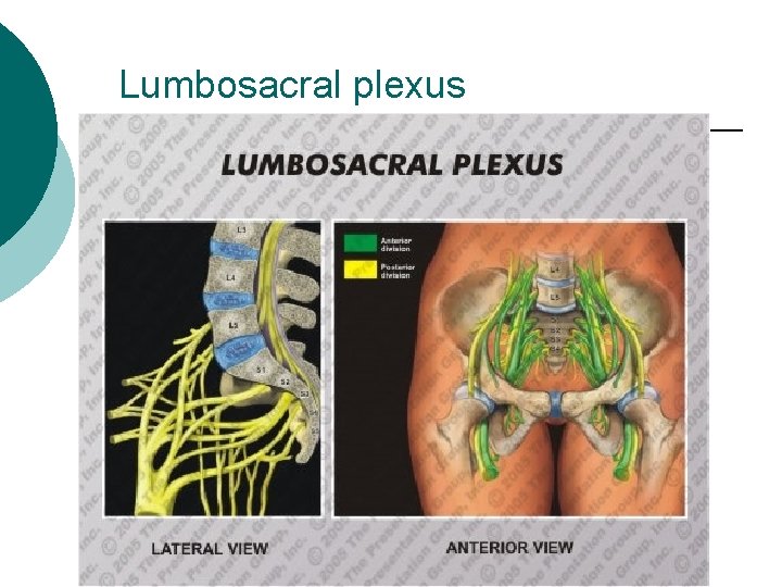 Lumbosacral plexus 