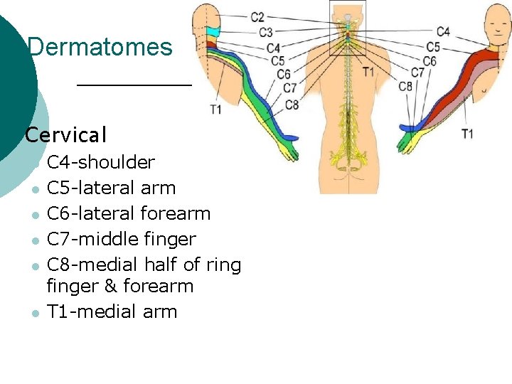 Dermatomes ¡ Cervical l l l C 4 -shoulder C 5 -lateral arm C