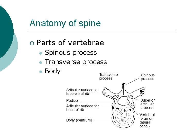 Anatomy of spine ¡ Parts of vertebrae l l l Spinous process Transverse process