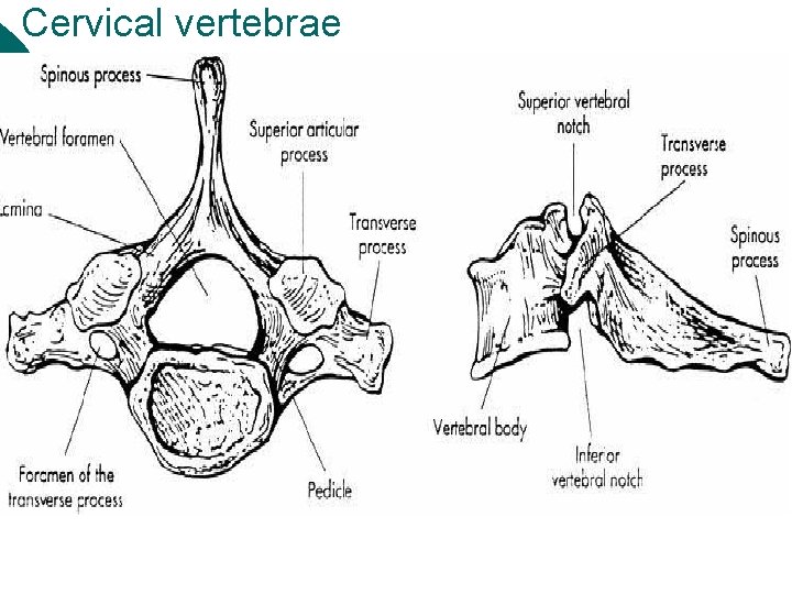 Cervical vertebrae 