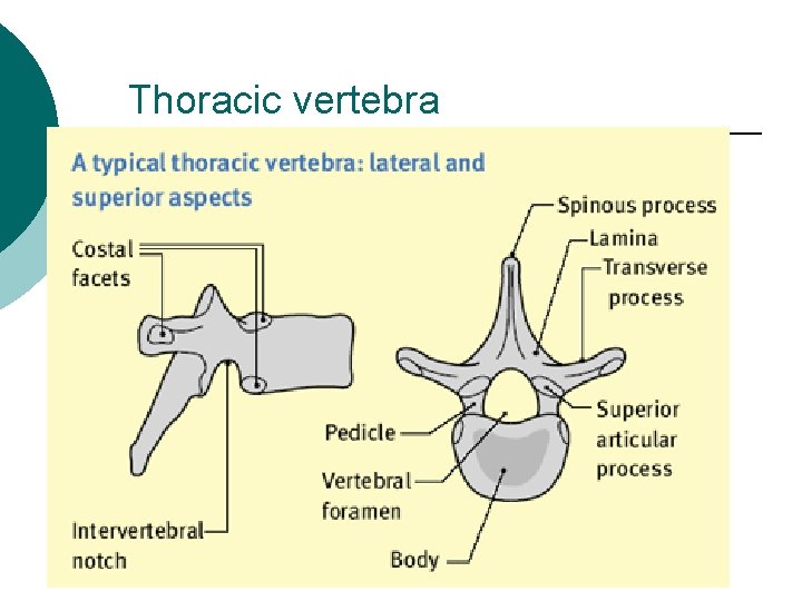 Thoracic vertebra 