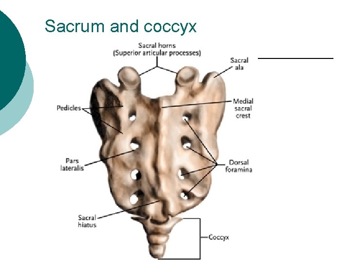 Sacrum and coccyx 