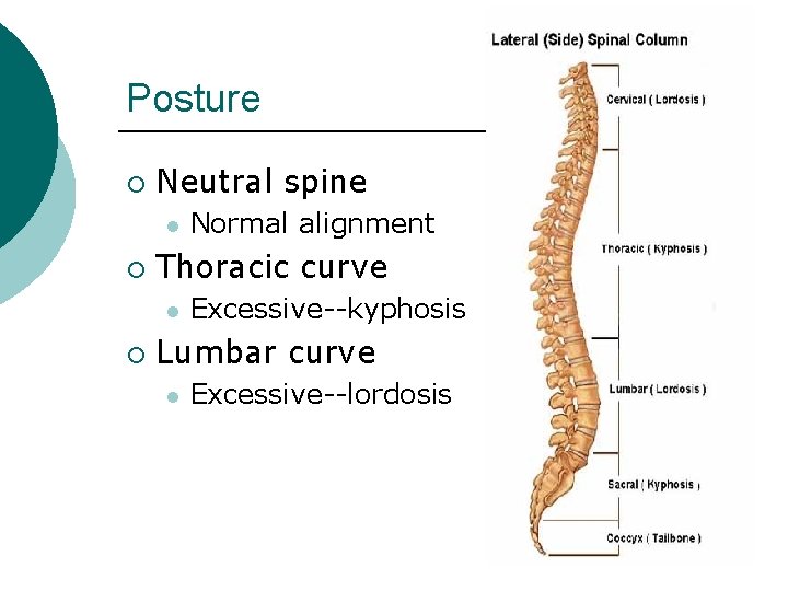Posture ¡ Neutral spine l ¡ Thoracic curve l ¡ Normal alignment Excessive--kyphosis Lumbar
