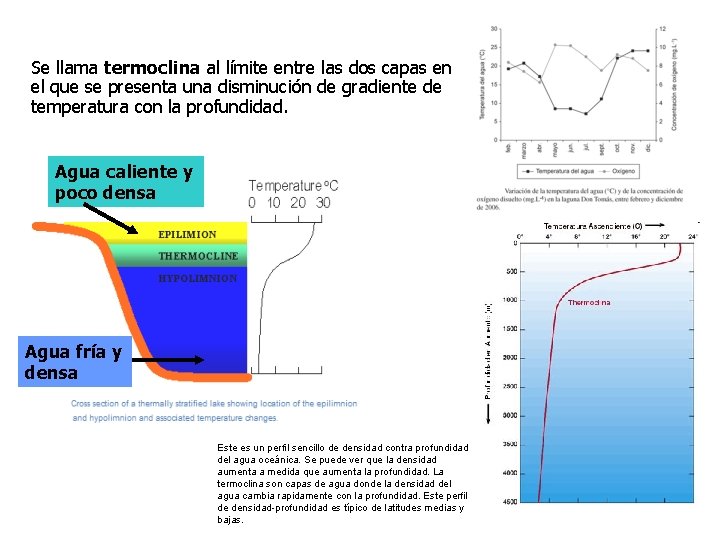 Se llama termoclina al límite entre las dos capas en el que se presenta