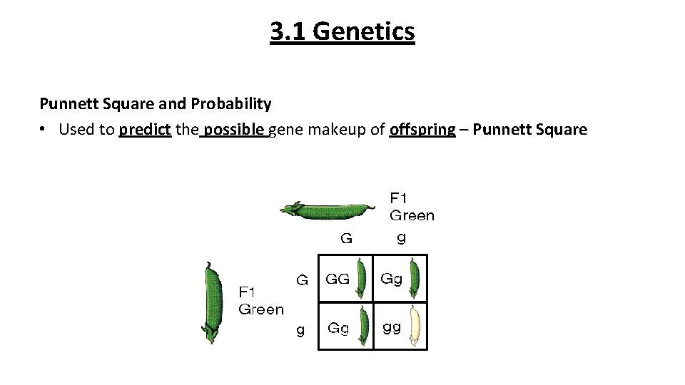 3. 1 Genetics Punnett Square and Probability • Used to predict the possible gene