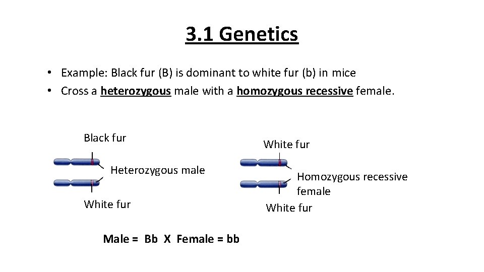3. 1 Genetics • Example: Black fur (B) is dominant to white fur (b)