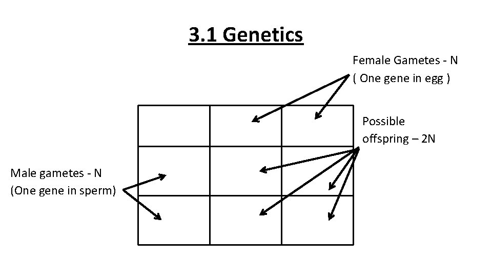 3. 1 Genetics Female Gametes - N ( One gene in egg ) Possible
