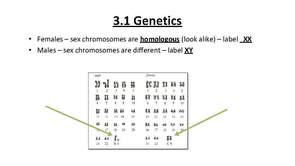 3. 1 Genetics • Females – sex chromosomes are homologous (look alike) – label