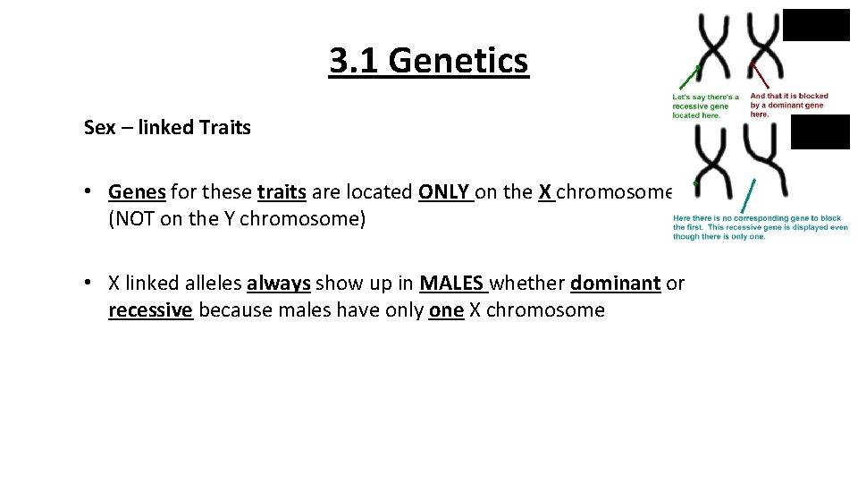 3. 1 Genetics Sex – linked Traits • Genes for these traits are located