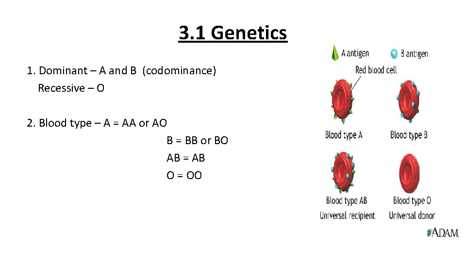 3. 1 Genetics 1. Dominant – A and B (codominance) Recessive – O 2.