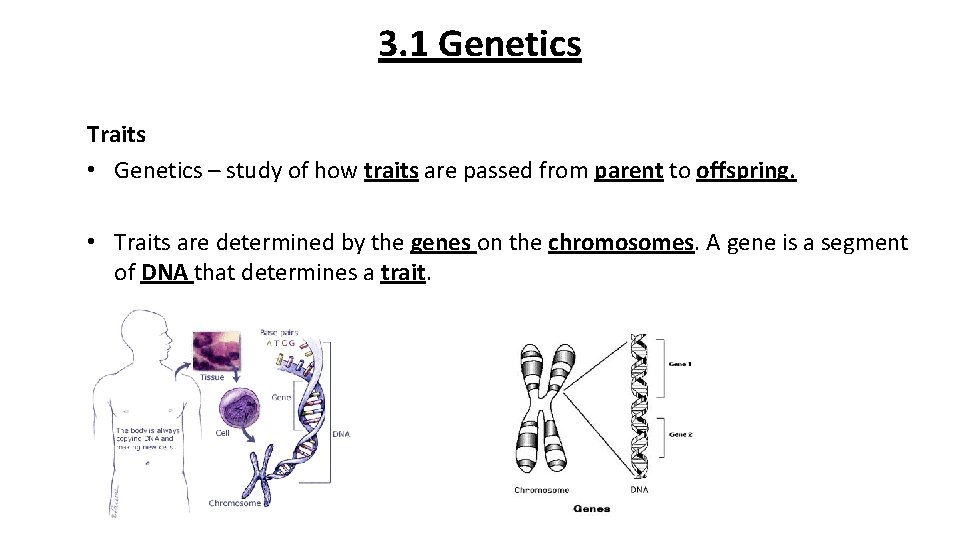 3. 1 Genetics Traits • Genetics – study of how traits are passed from
