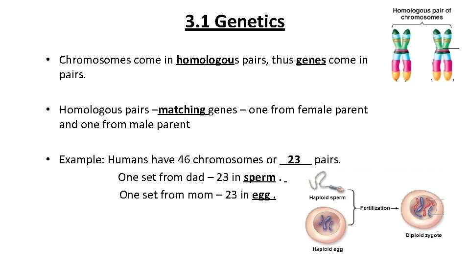 3. 1 Genetics • Chromosomes come in homologous pairs, thus genes come in pairs.
